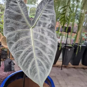 Alocasia Longiloba 1