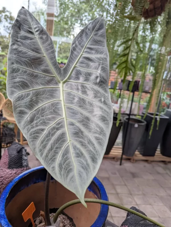 Alocasia Longiloba 1