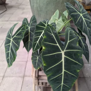 Alocasia micholitziana 1