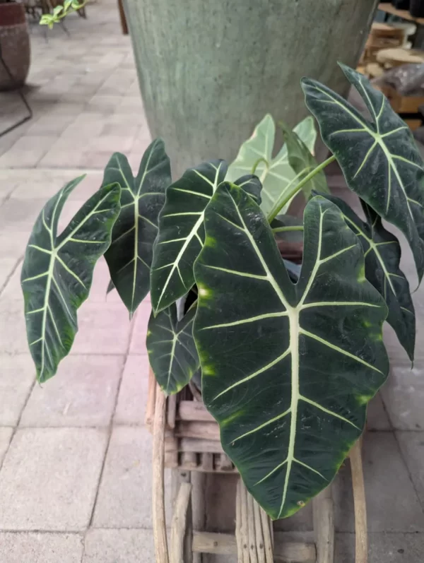 Alocasia micholitziana 1