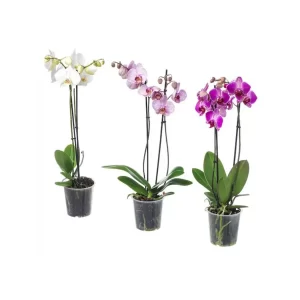 Orquídeas 1